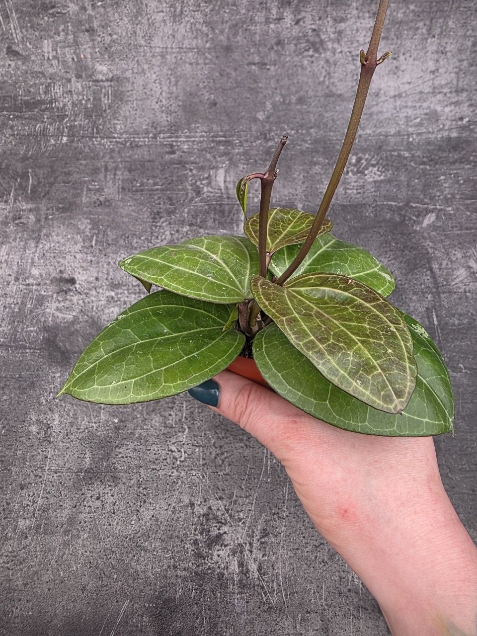 Hoya Sarawak mini
