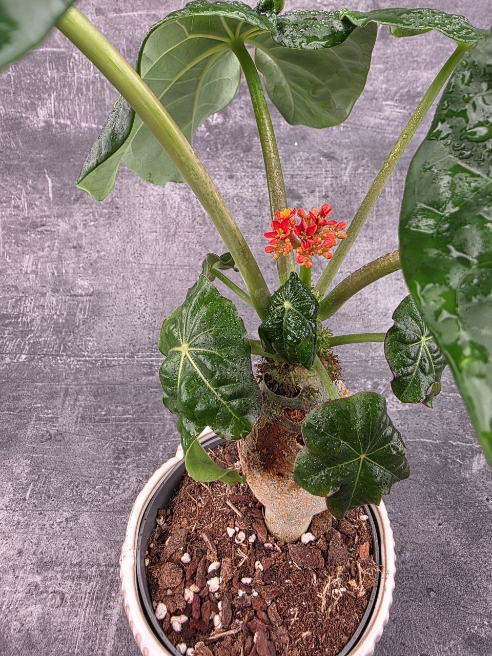 Jatropha Podagrica Orange 