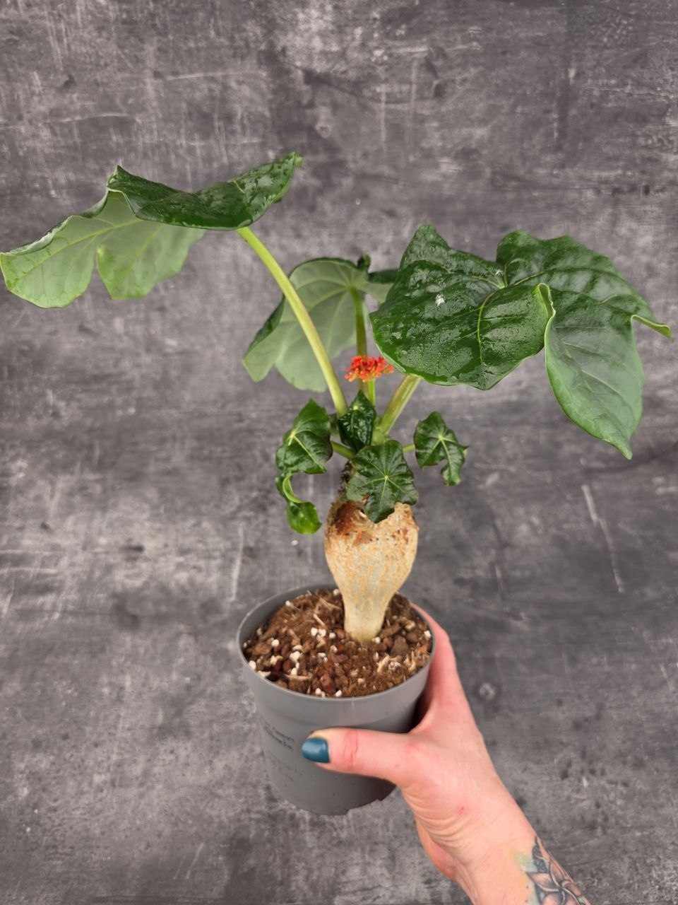 Jatropha Podagrica Orange 