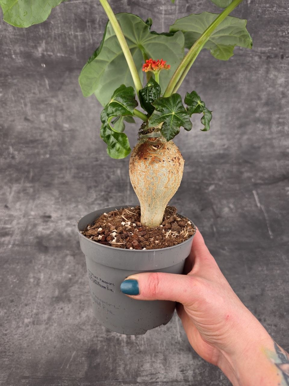 Jatropha Podagrica Orange 