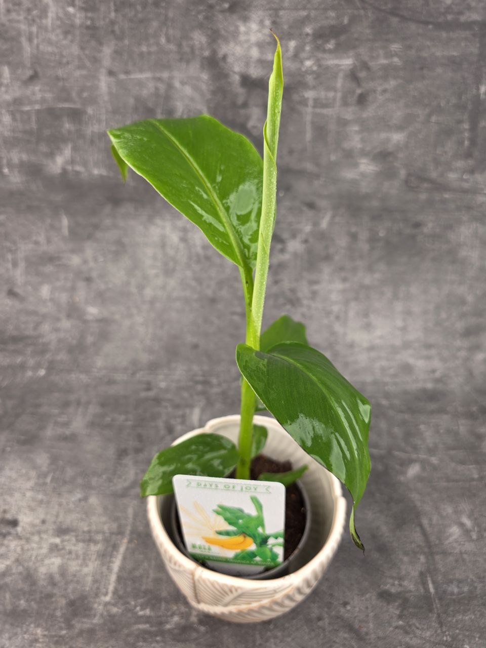 Musa Basjo, mrazuvdorný 10 cm