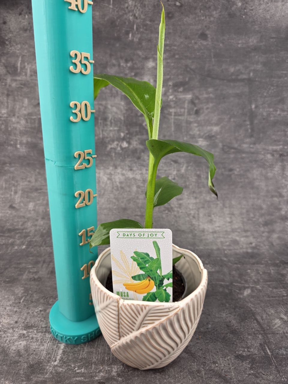 Musa Basjo, mrazuvdorný 10 cm