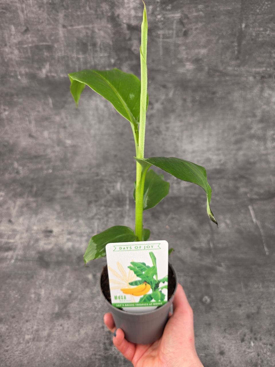 Musa Basjo, mrazuvdorný 10 cm