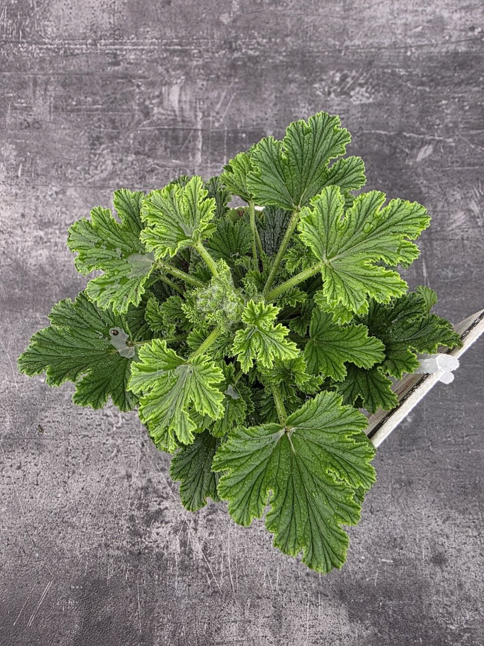 Pelargonium graveolens 'Orange Fizz'