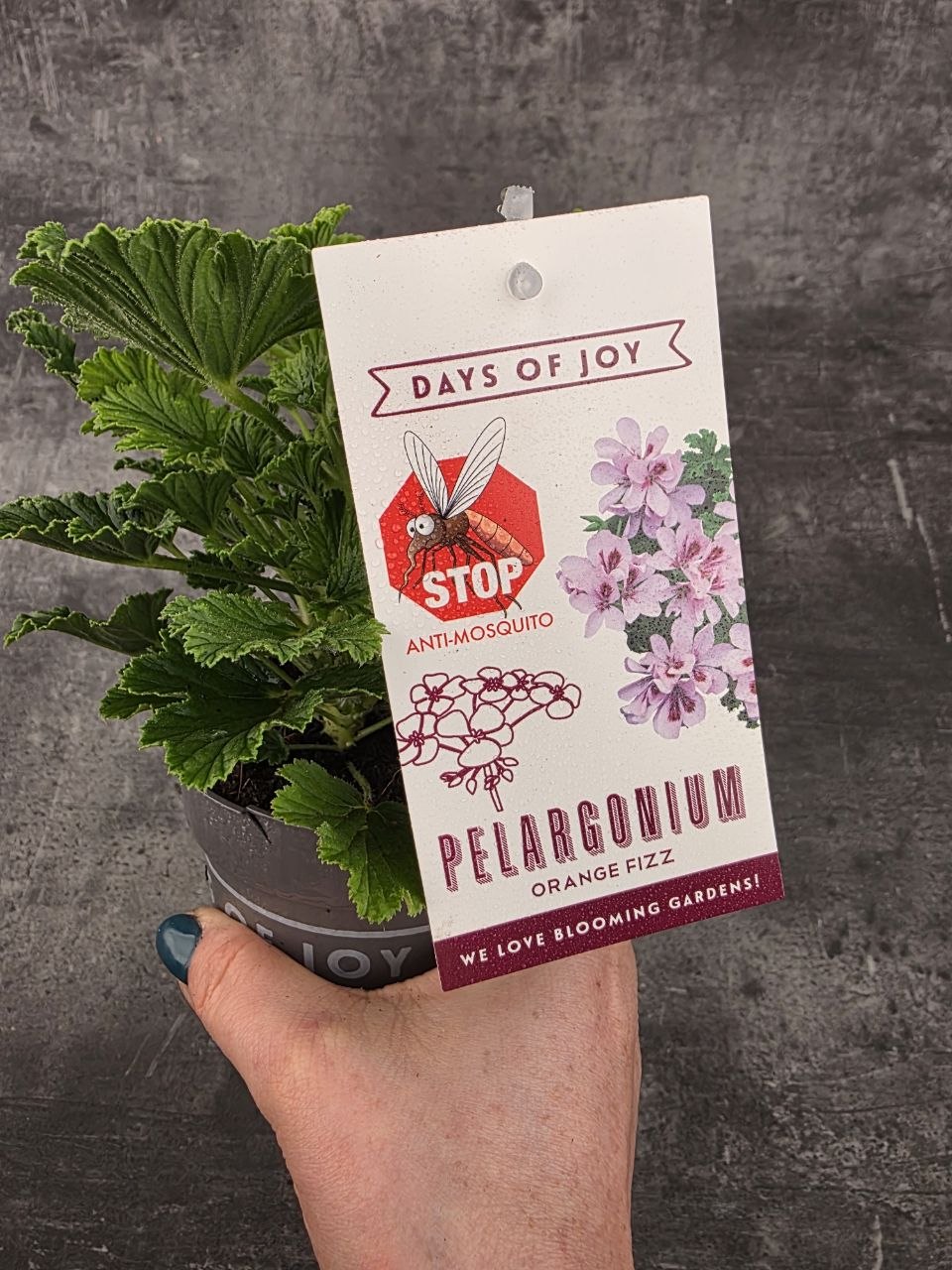 Pelargonium graveolens 'Orange Fizz'