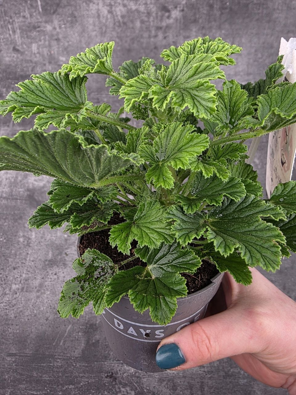 Pelargonium graveolens 'Orange Fizz'