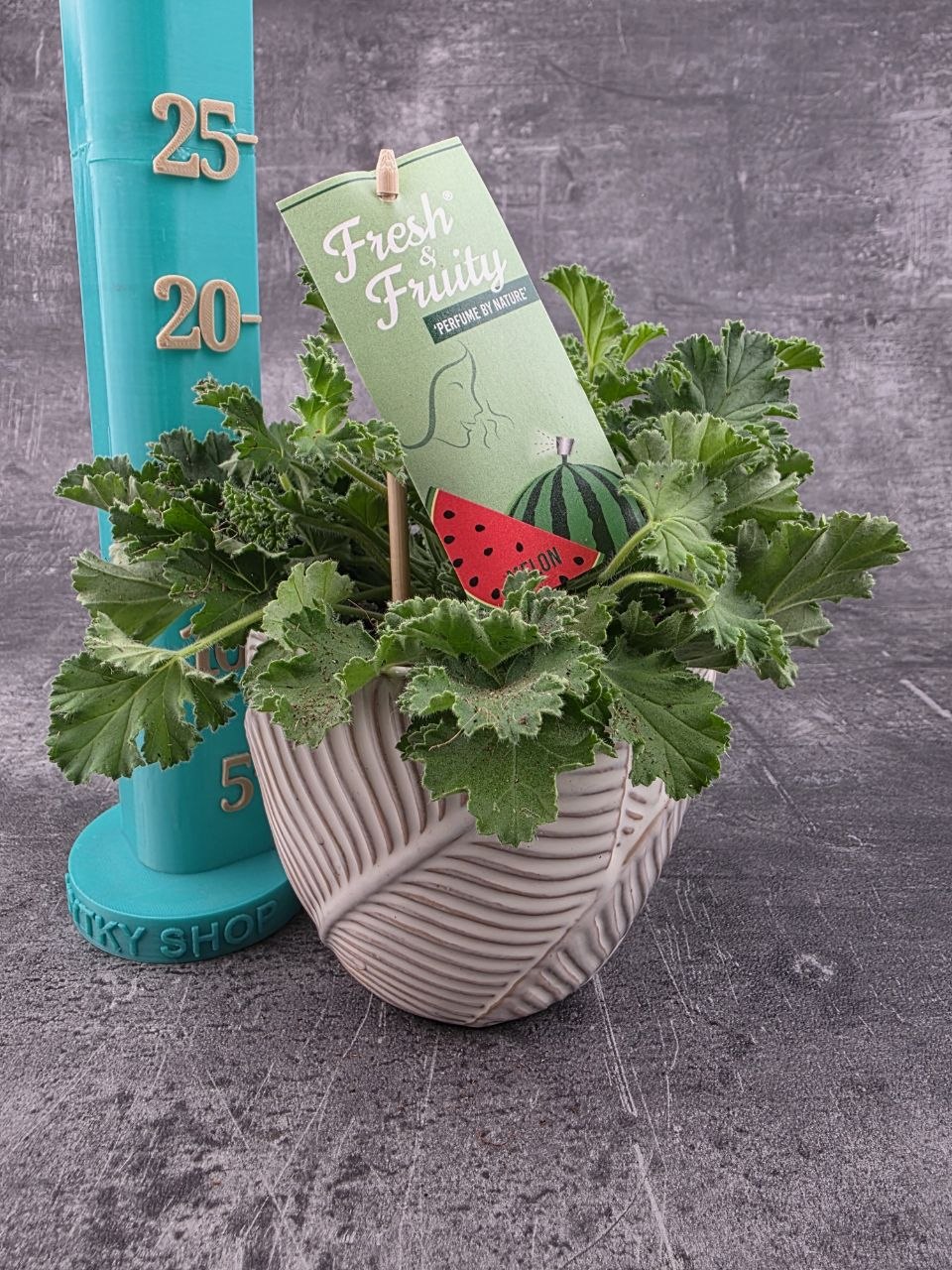 Pelargonium graveolens meloun