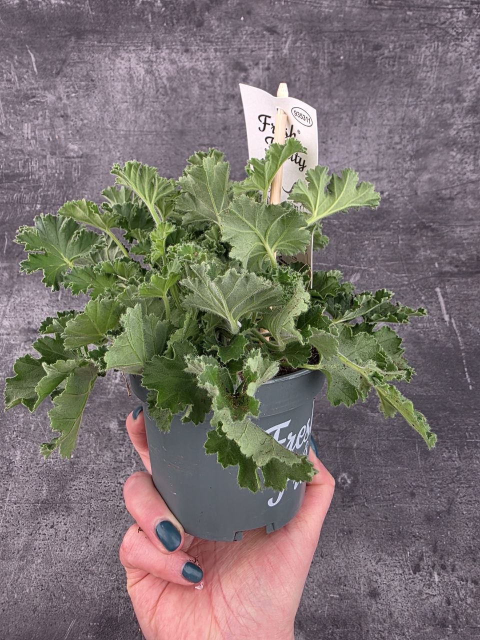 Pelargonium graveolens meloun