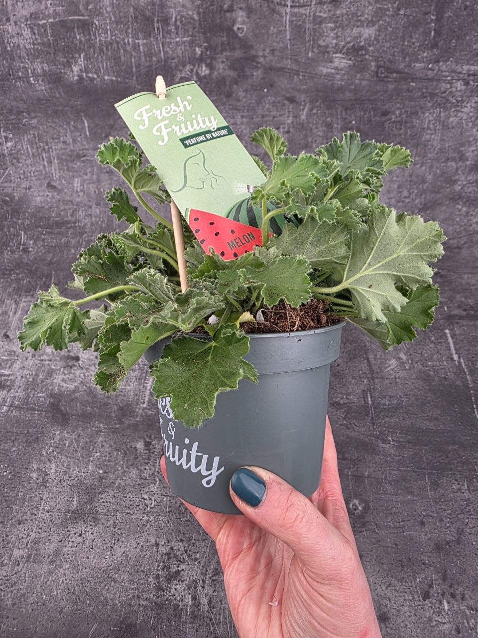 Pelargonium graveolens meloun