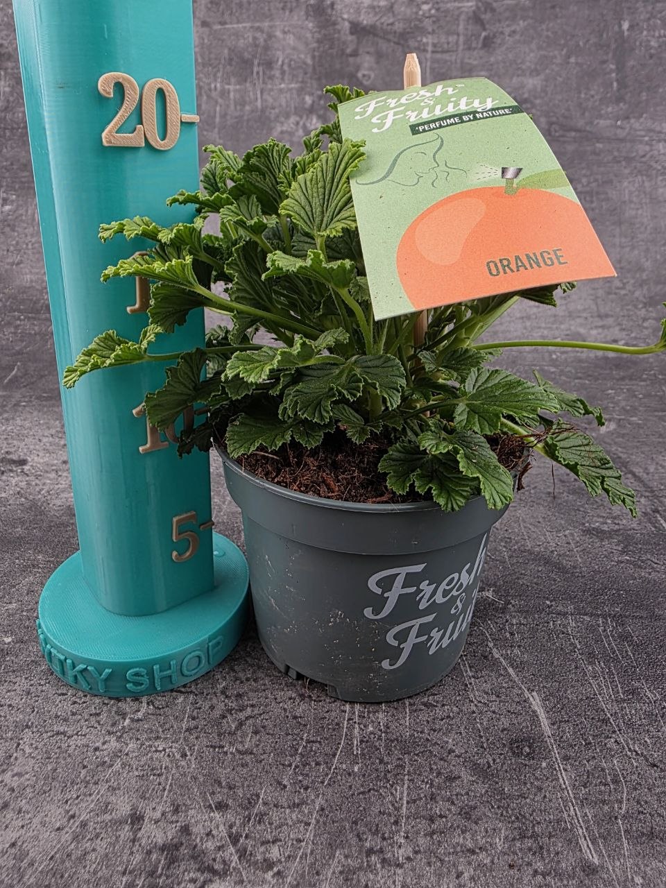 Pelargonium graveolens pomeranč