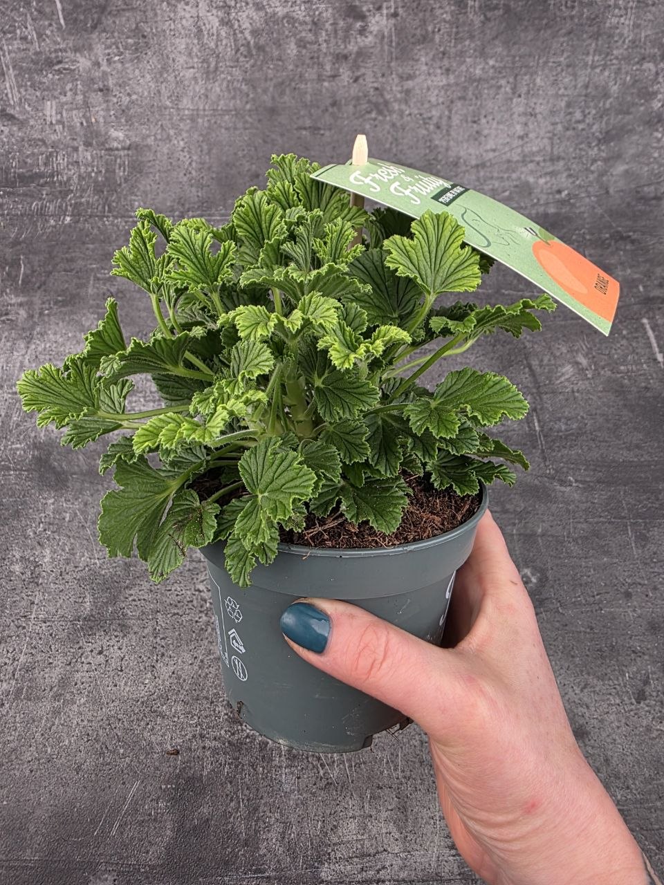 Pelargonium graveolens pomeranč