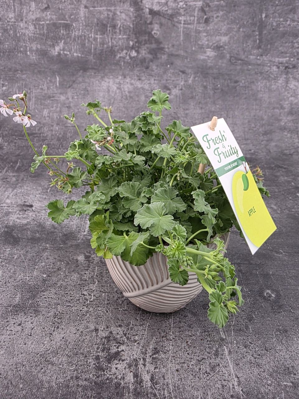 Pelargonium graveolens jablko