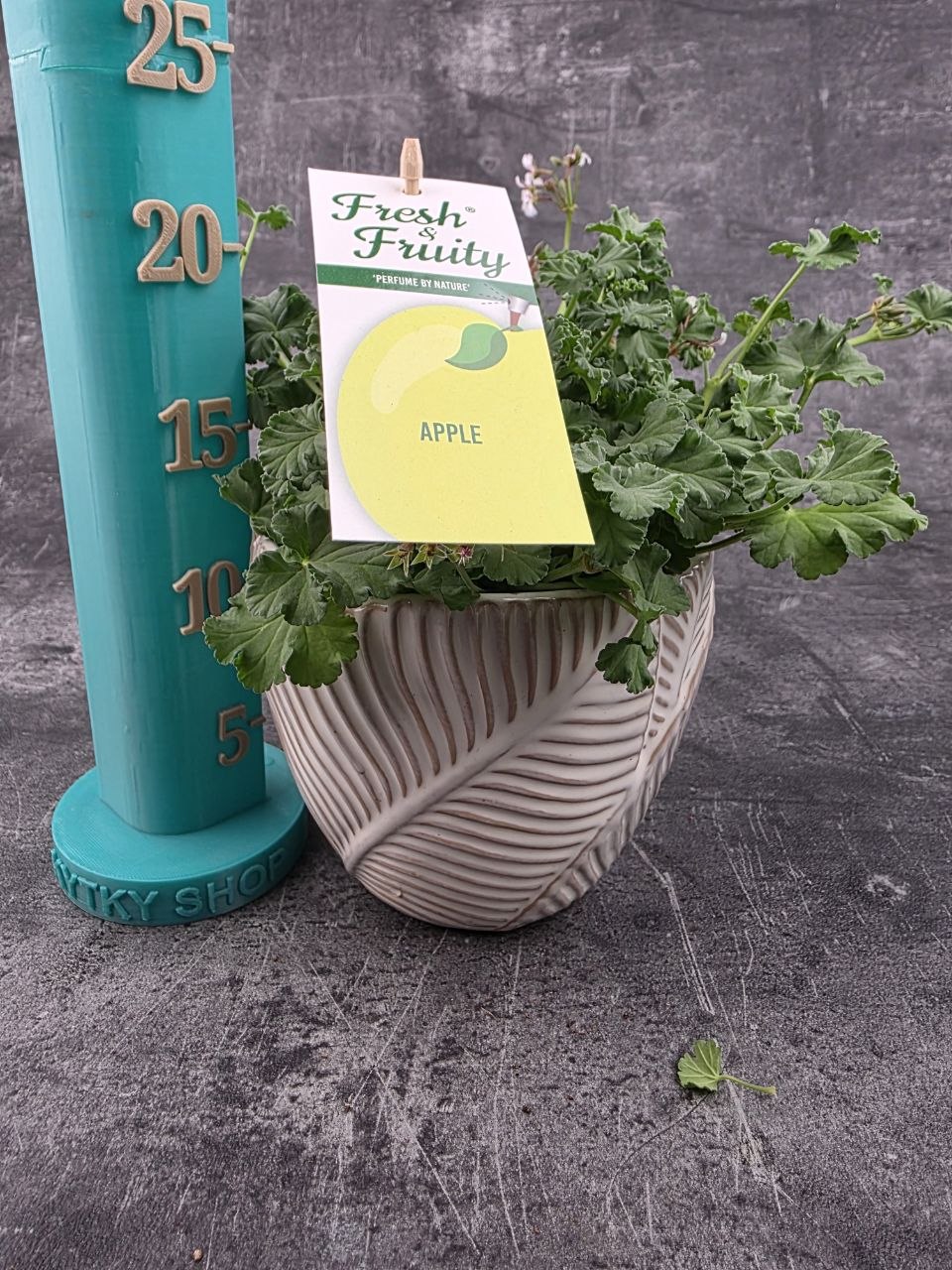 Pelargonium graveolens jablko
