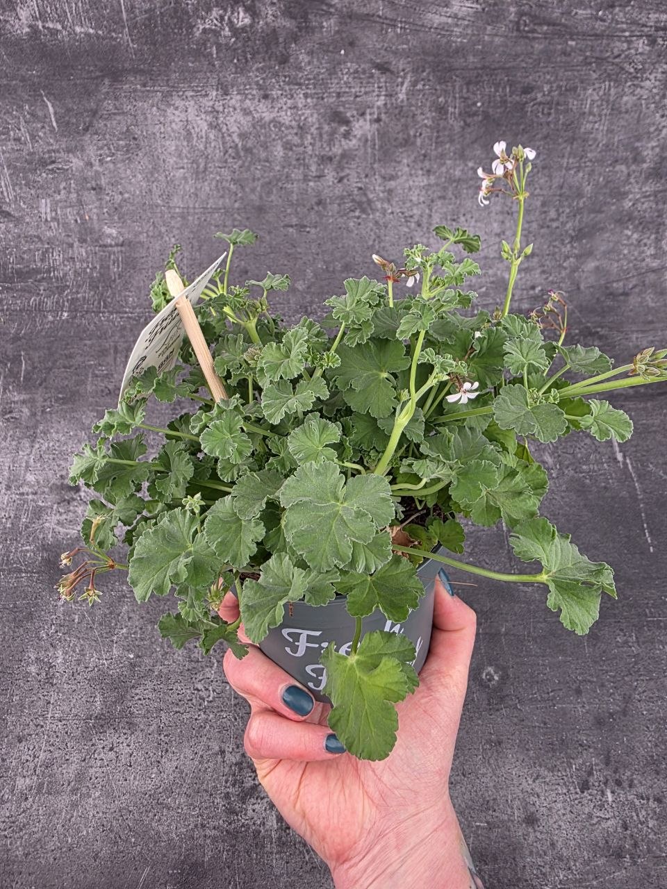 Pelargonium graveolens jablko