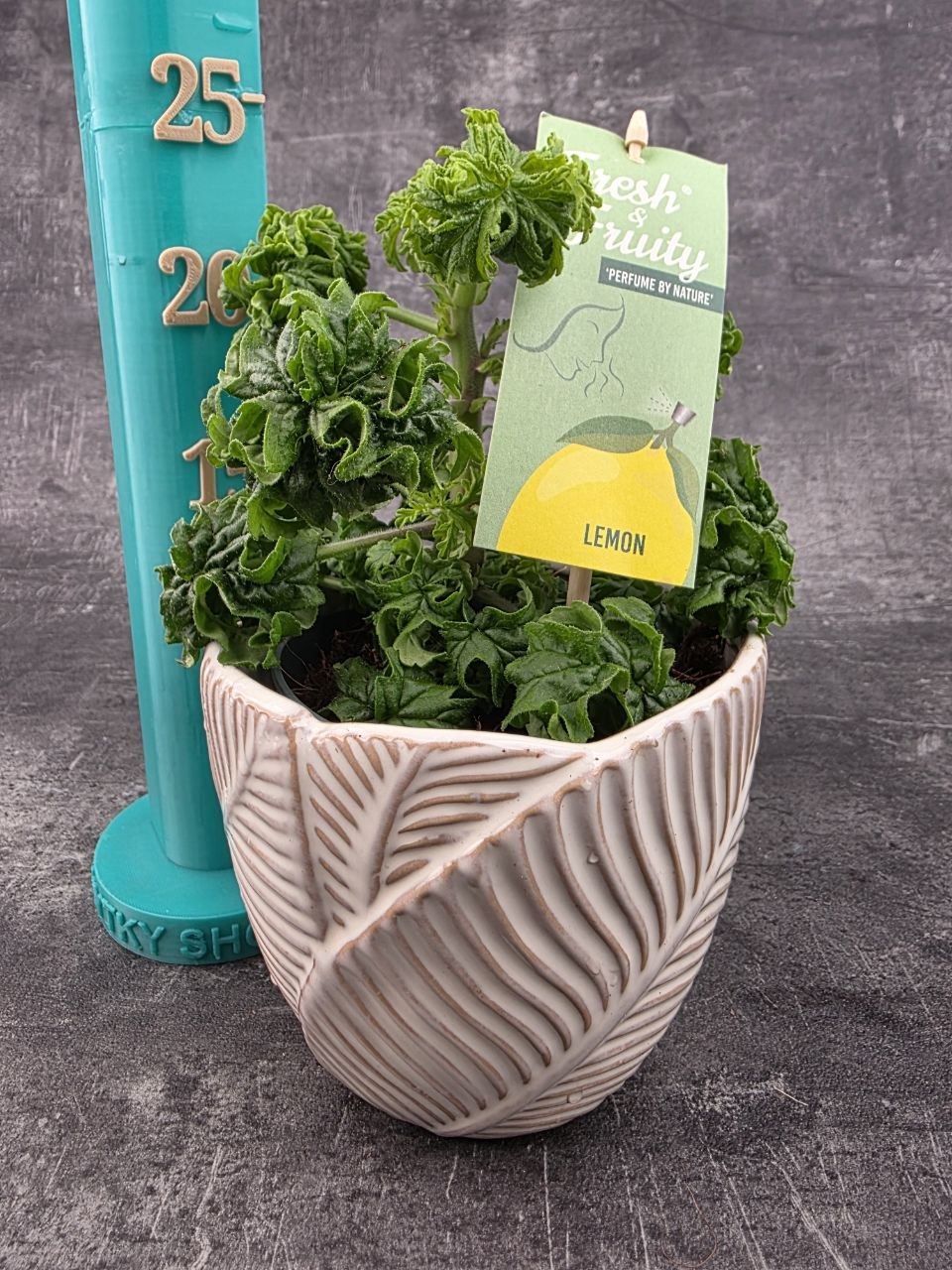 Pelargonium graveolens citron