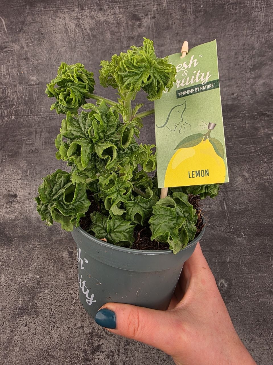 Pelargonium graveolens citron