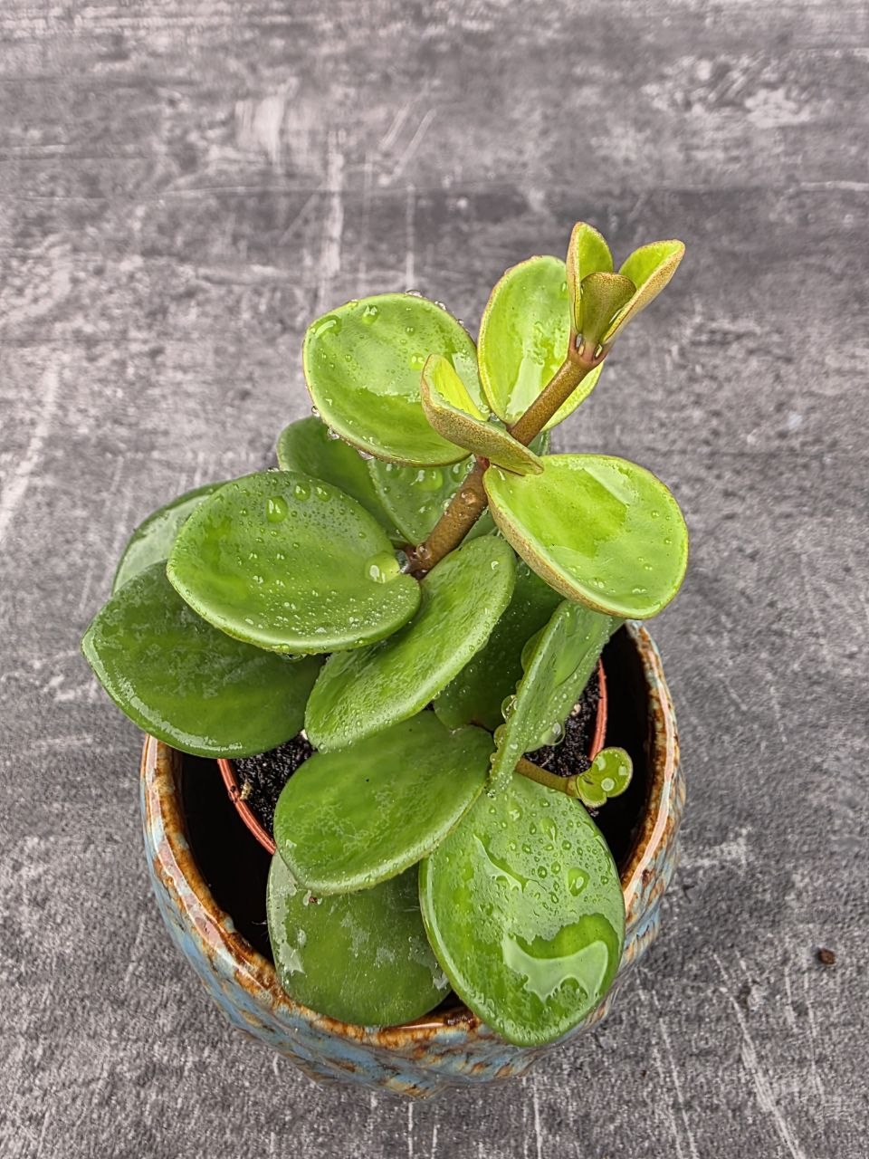 Peperomia Tetraphylla Hope mini
