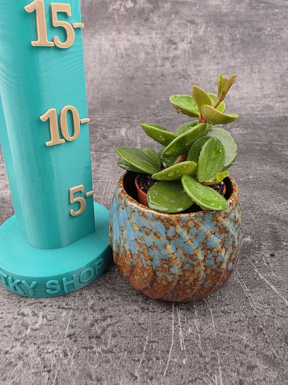 Peperomia Tetraphylla Hope mini