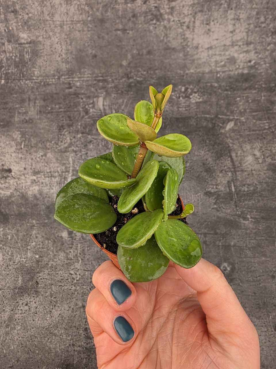 Peperomia Tetraphylla Hope mini