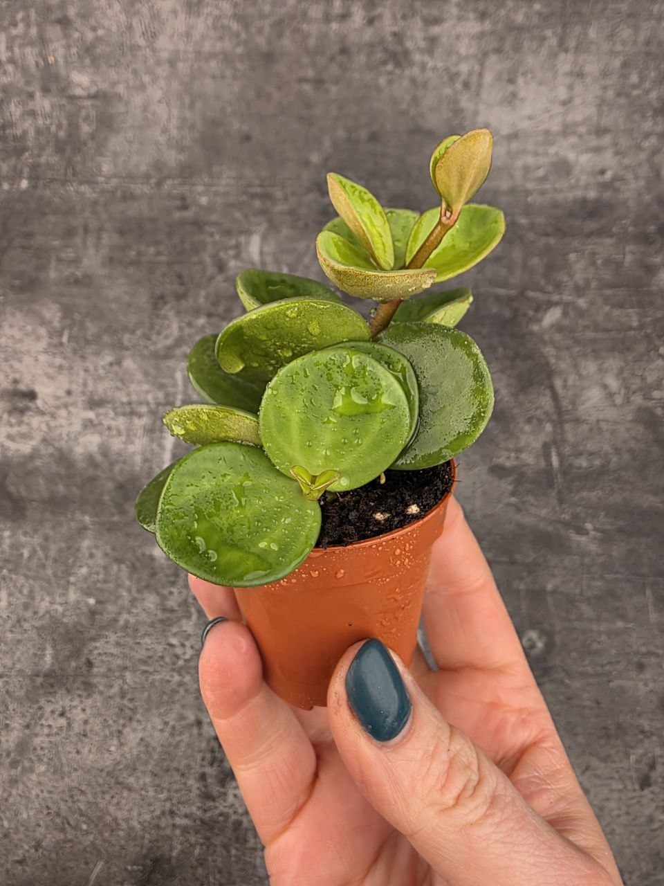 Peperomia Tetraphylla Hope mini