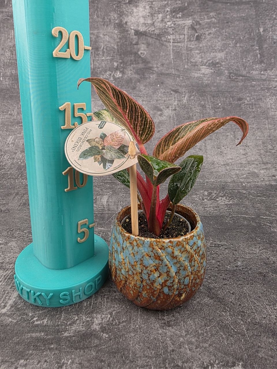 Philodendron Pink Birkini mini