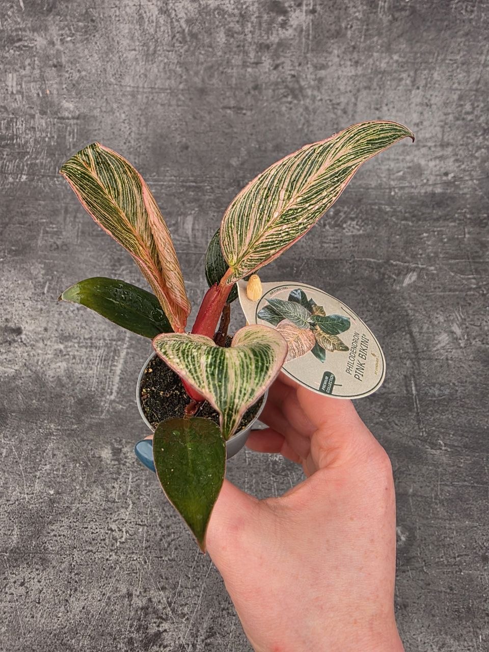 Philodendron Pink Birkini mini