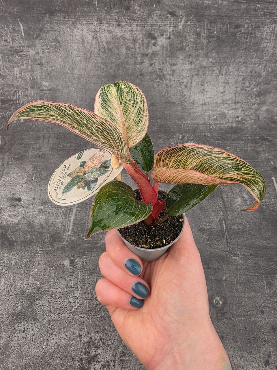 Philodendron Pink Birkini mini