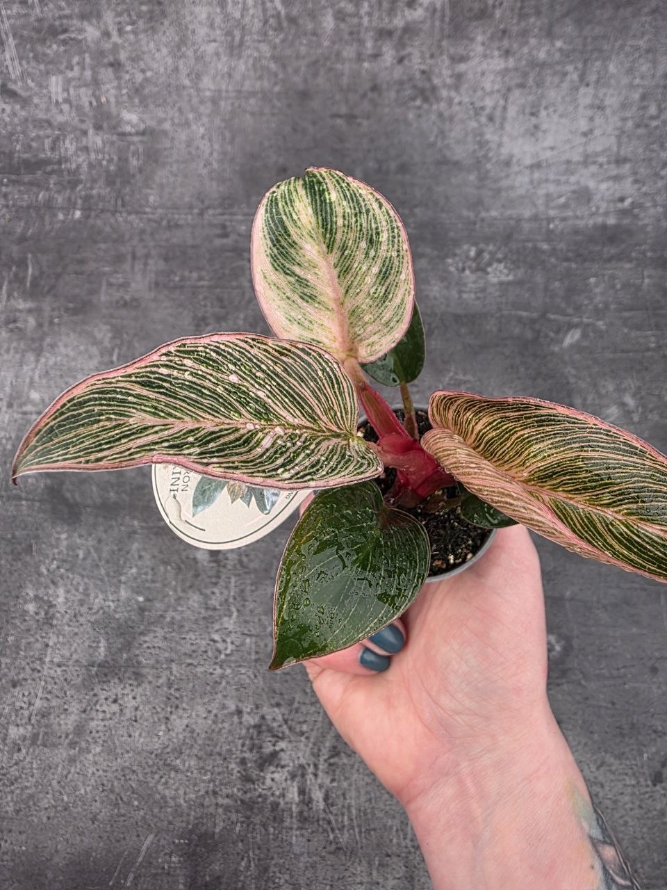 Philodendron Pink Birkini mini