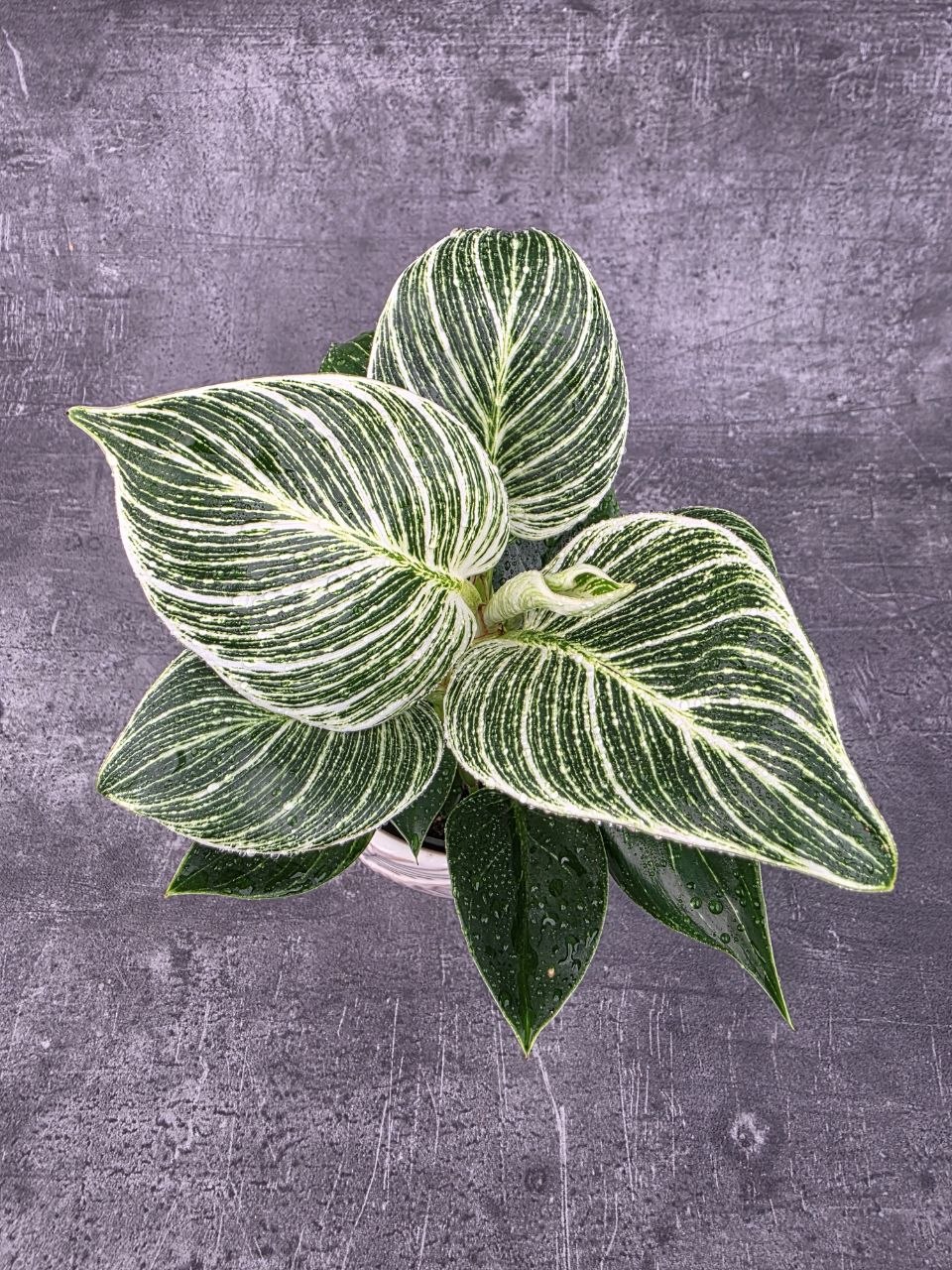 Philodendron White Measure 10 cm