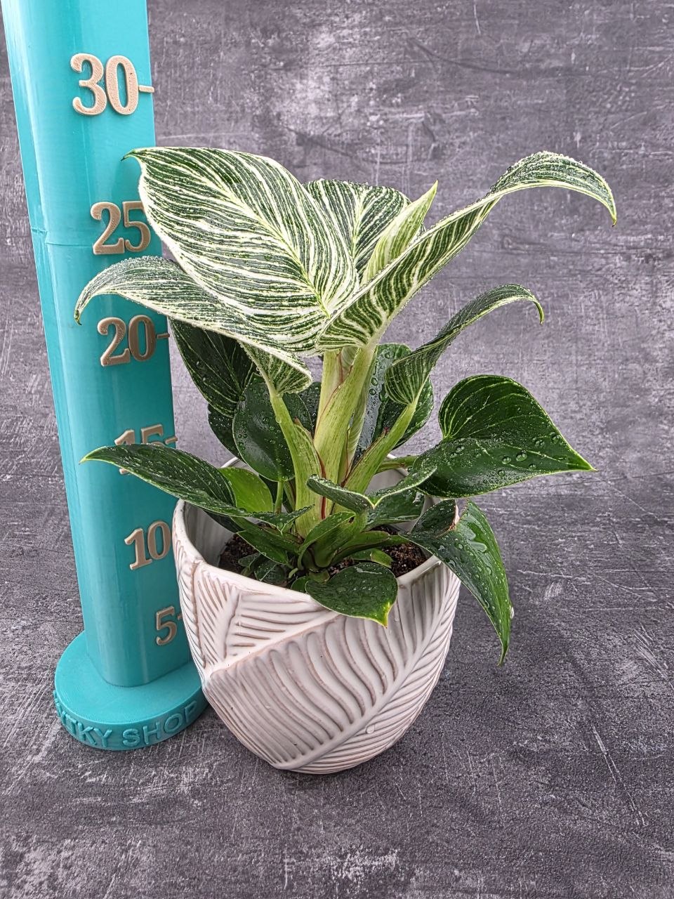 Philodendron White Measure 10 cm