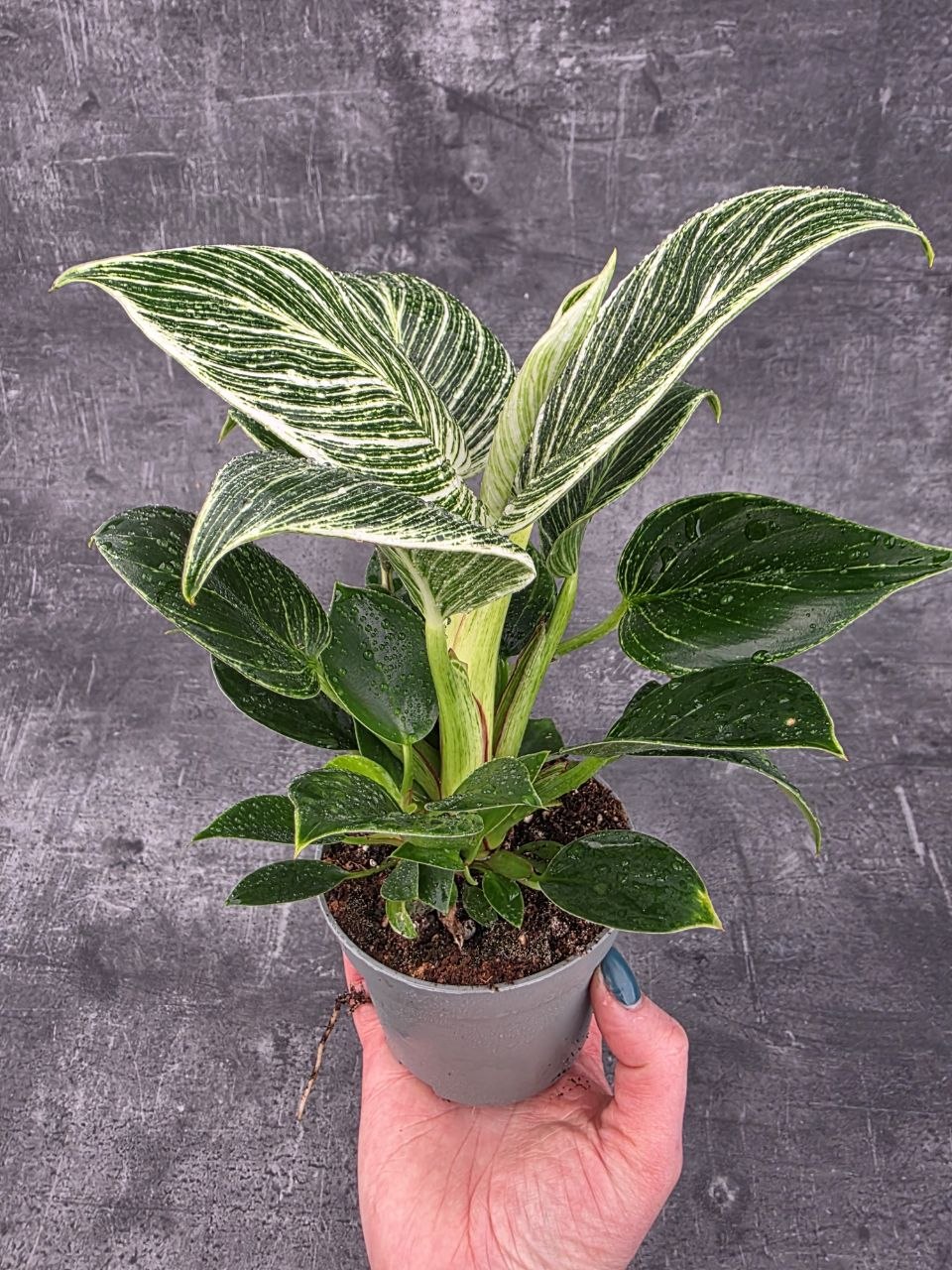 Philodendron White Measure 10 cm