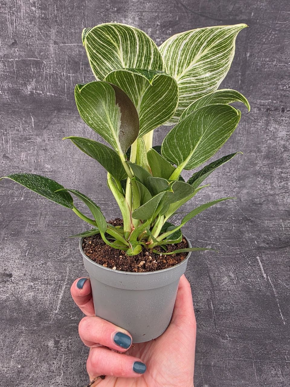 Philodendron White Measure 10 cm