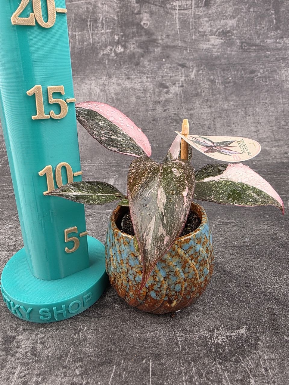 Philodendron Pink Princess marble mini