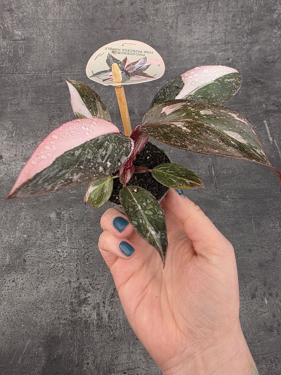 Philodendron Pink Princess marble mini