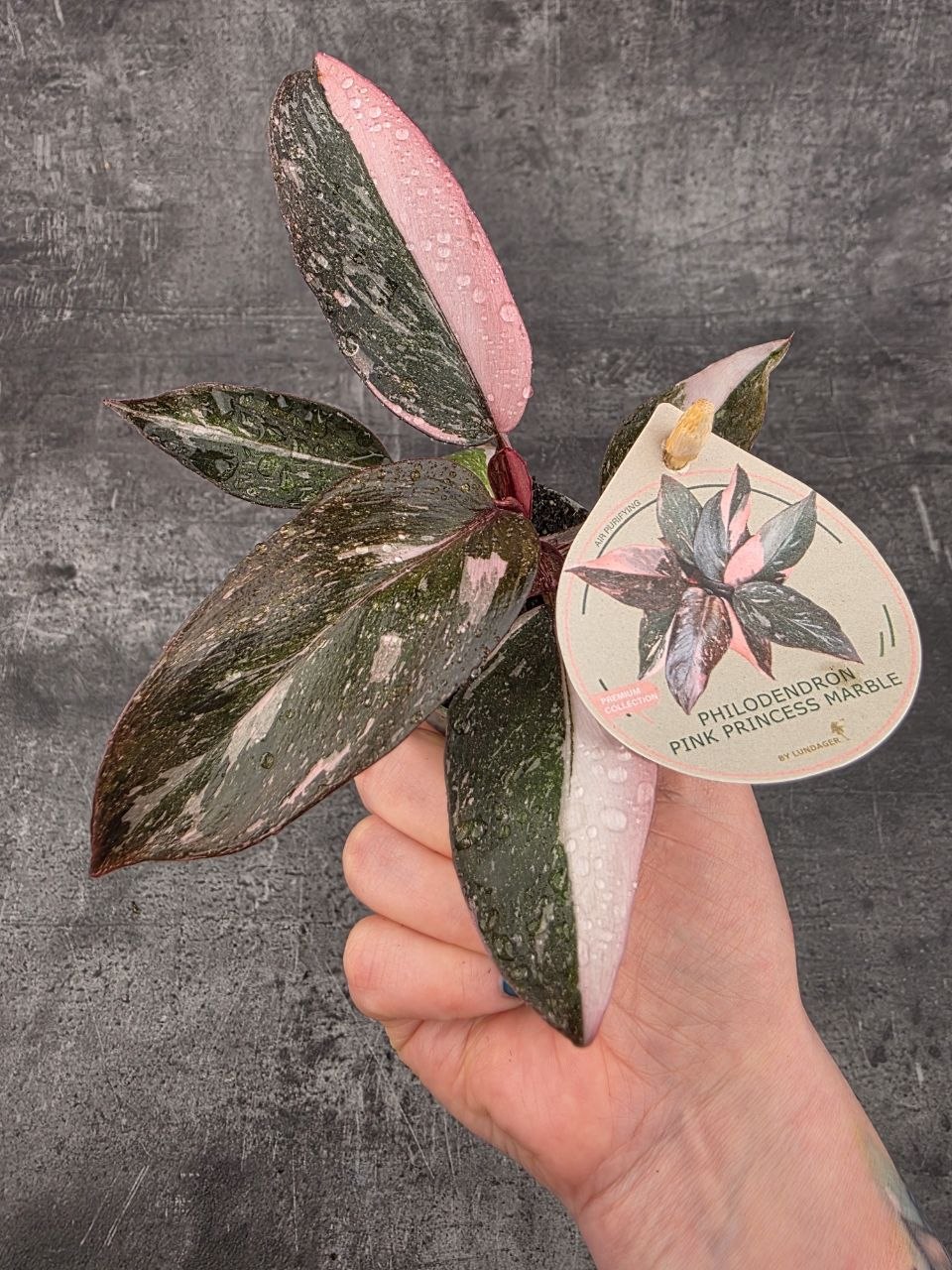 Philodendron Pink Princess marble mini
