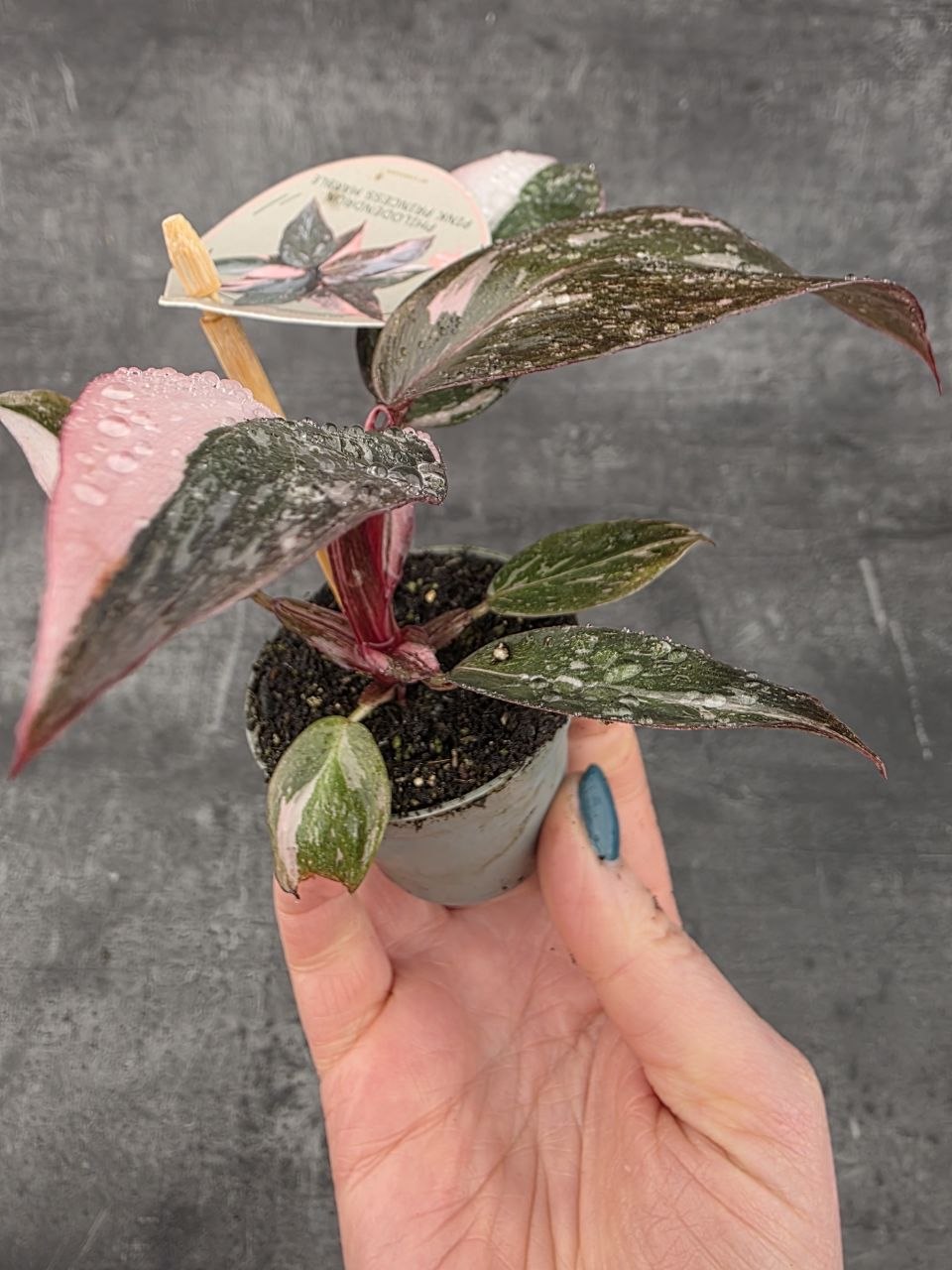 Philodendron Pink Princess marble mini