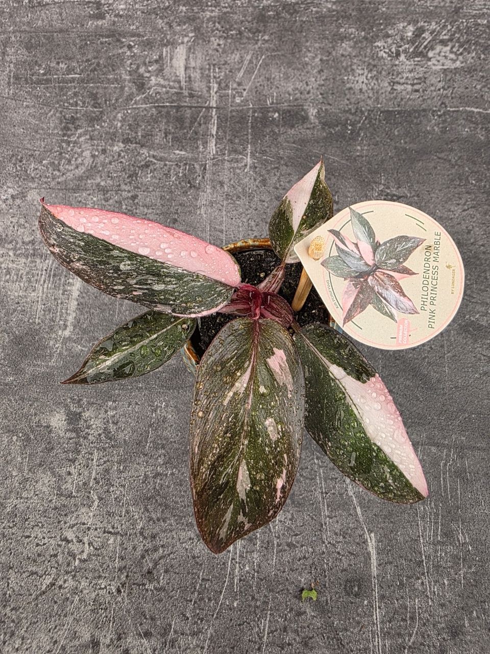 Philodendron Pink Princess marble mini