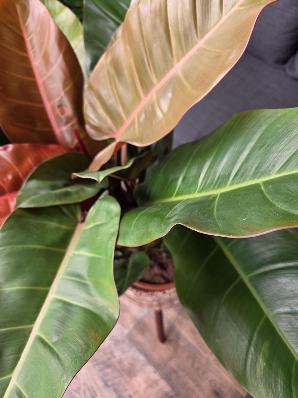 Philodendron Princ of Orange XXL