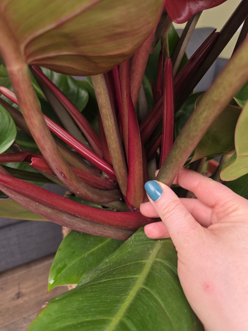 Philodendron Princ of Orange XXL