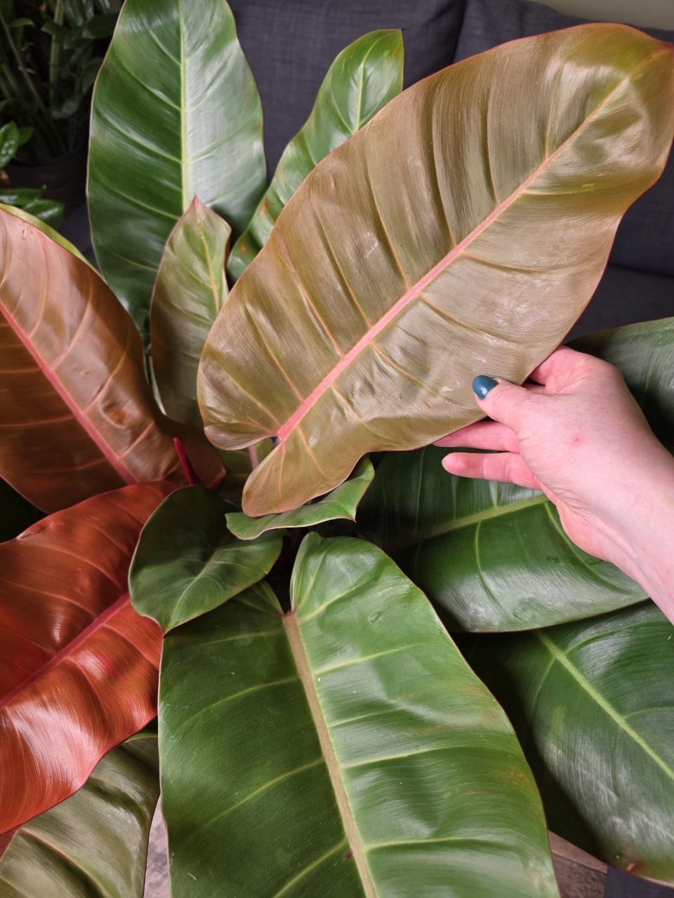 Philodendron Princ of Orange XXL