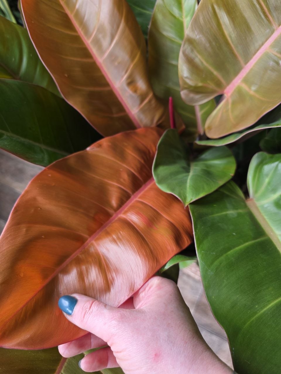 Philodendron Princ of Orange XXL