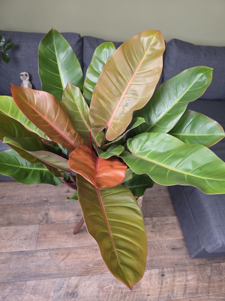 Philodendron Princ of Orange XXL