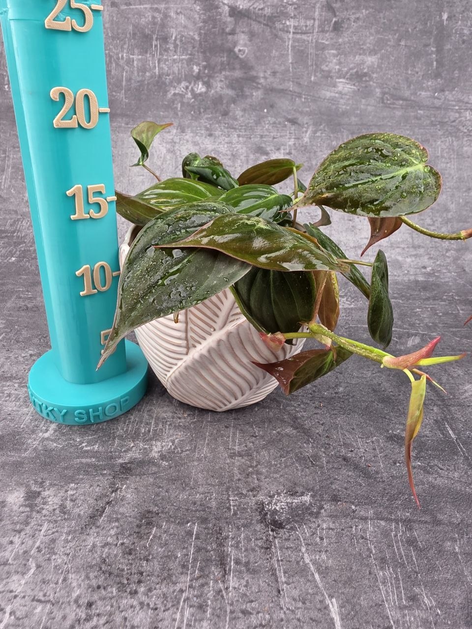 Philodendron Scandens Micans