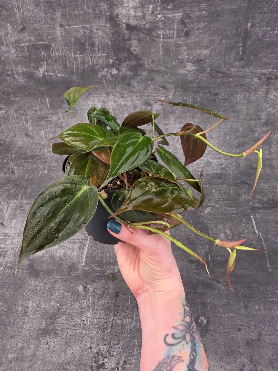 Philodendron Scandens Micans
