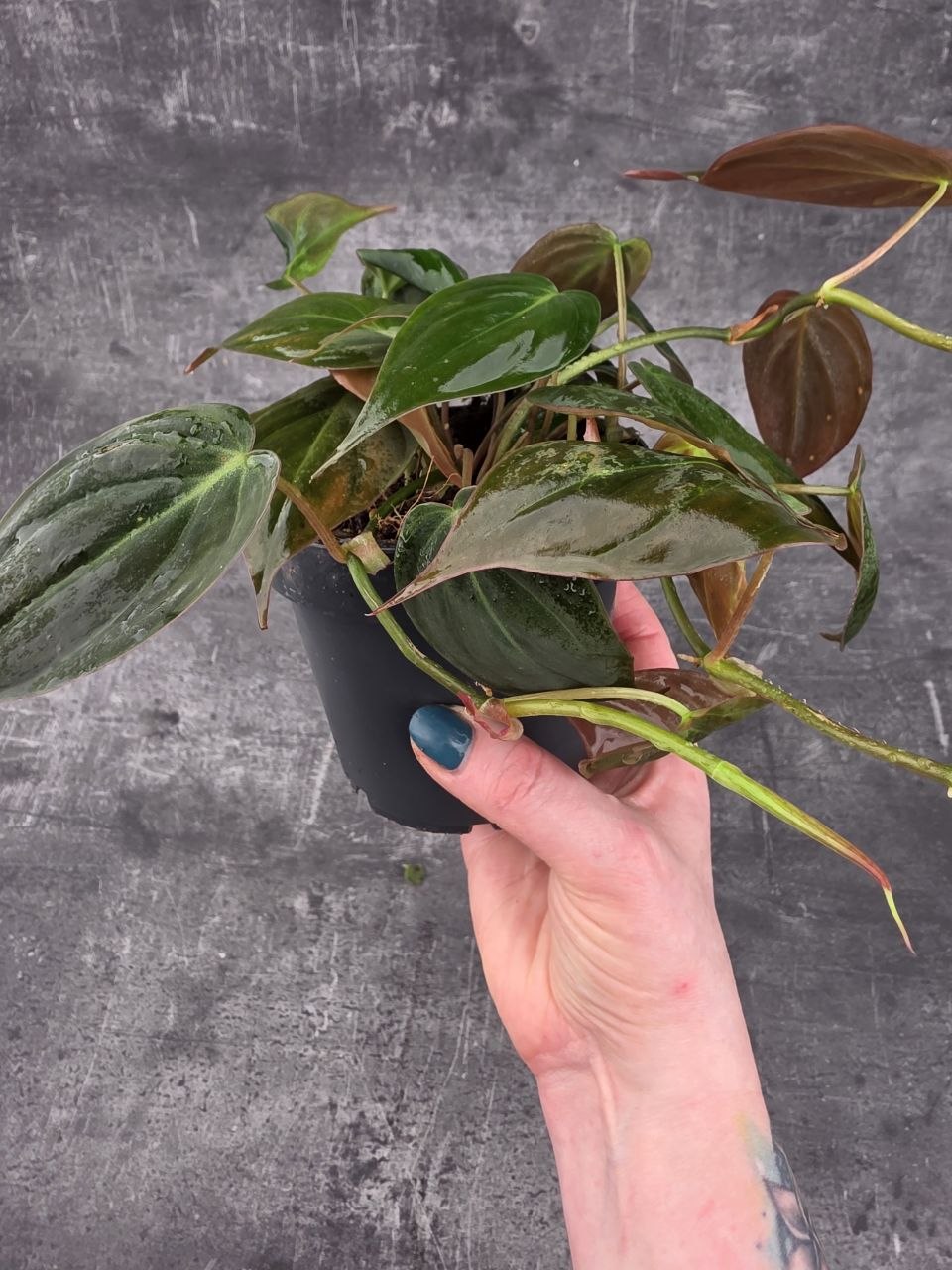 Philodendron Scandens Micans