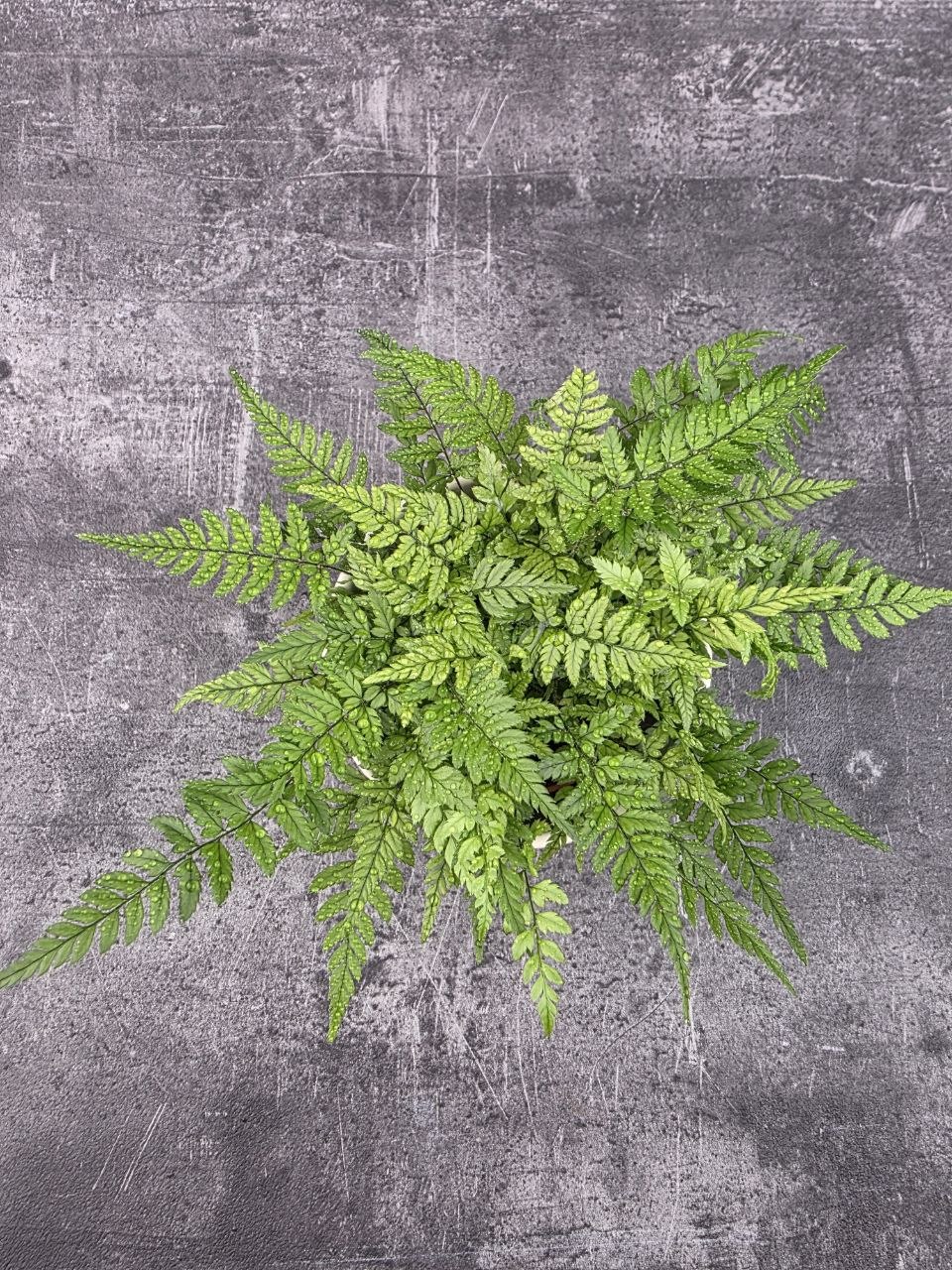 Polystichum tsus-simense 