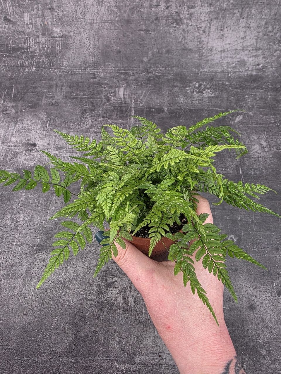 Polystichum tsus-simense 