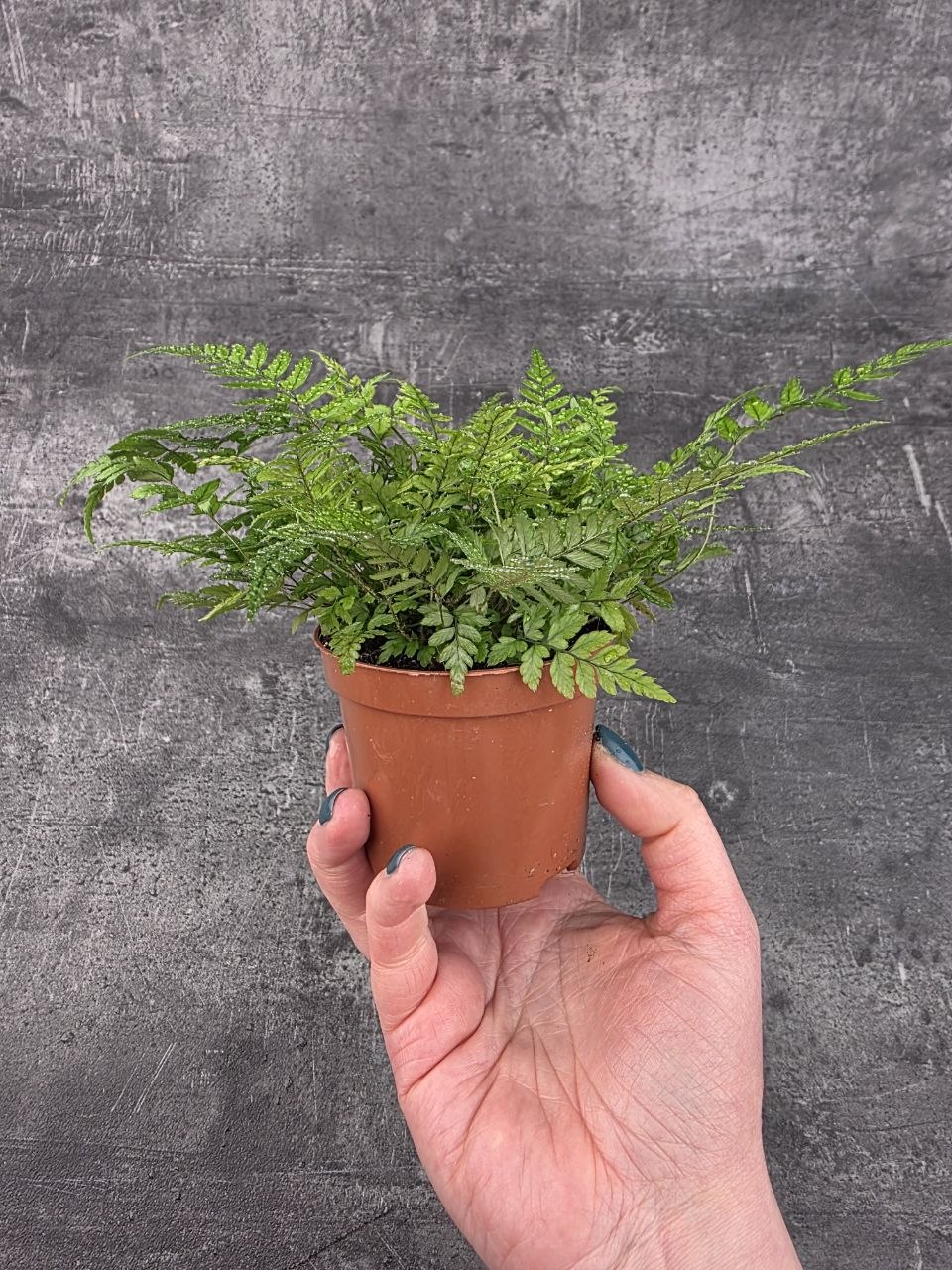 Polystichum tsus-simense 