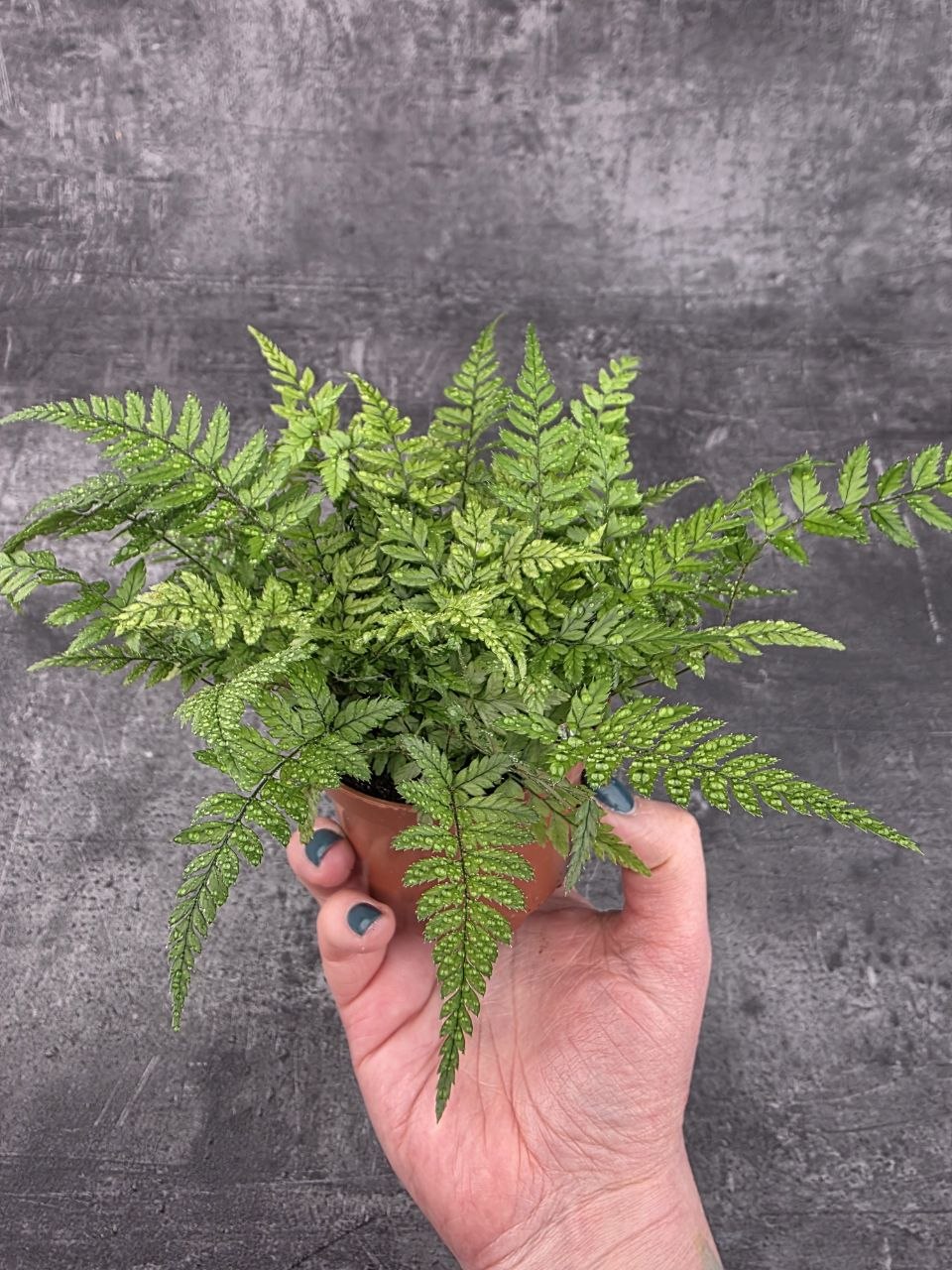 Polystichum tsus-simense 