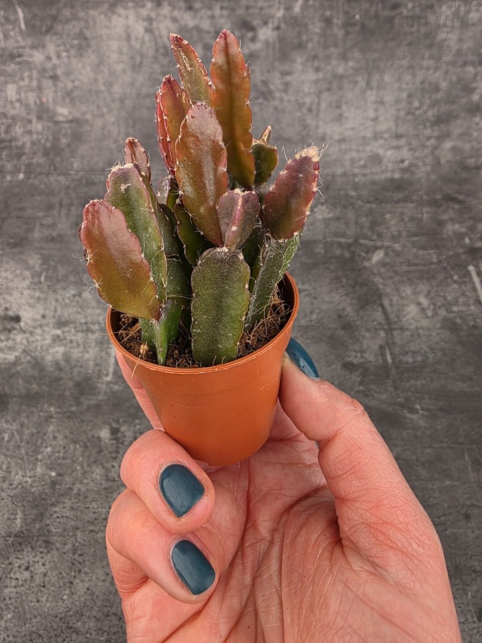 Rhipsalis agudoensis